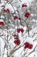 Viburnum opulus mb 100-125 cm