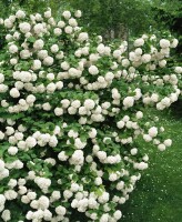 Viburnum opulus mb 100-125 cm