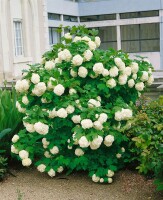 Viburnum opulus mb 100-125 cm