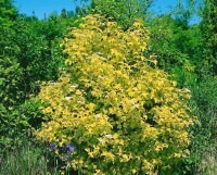 Viburnum opulus mb 100-125 cm