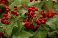 Viburnum opulus mb 100-125 cm