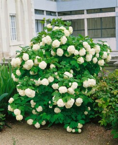 Viburnum opulus 125- 150 cm