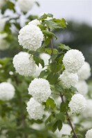 Viburnum opulus 125- 150 cm