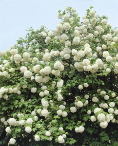 Viburnum opulus Roseum 100- 125 cm