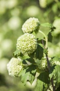 Viburnum opulus Roseum 100- 125 cm