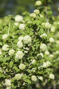 Viburnum opulus Roseum 100- 125 cm