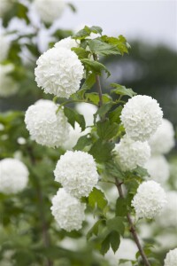 Viburnum opulus Roseum 100- 125 cm