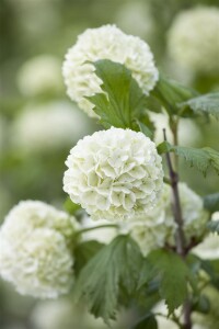 Viburnum opulus Roseum 100- 125 cm