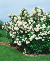 Viburnum opulus Roseum 100- 125 cm