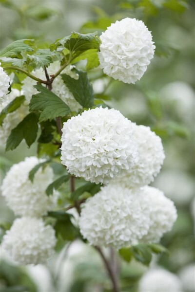 Viburnum opulus Roseum 150- 175 cm