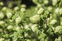 Viburnum opulus Roseum 150- 175 cm