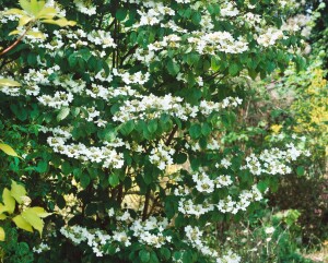 Viburnum plicatum Summer Snowflake 120- 140 cm