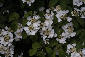 Viburnum plicatum Summer Snowflake 120- 140 cm