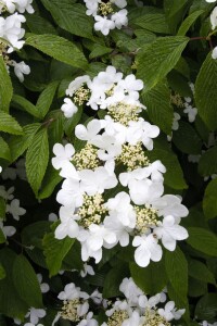 Viburnum plicatum Summer Snowflake 120- 140 cm