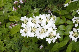 Viburnum plicatum Summer Snowflake 120- 140 cm