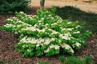 Viburnum plicatum Summer Snowflake 120- 140 cm