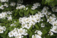 Viburnum plicatum Summer Snowflake 120- 140 cm