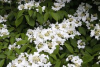 Viburnum plicatum Summer Snowflake 120- 140 cm