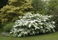 Viburnum plicatum Summer Snowflake 120- 140 cm