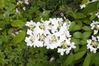 Viburnum plicatum Summer Snowflake 120- 140 cm