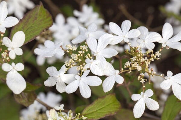 Viburnum plicatum Watanabe 80- 100 cm