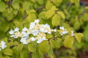 Viburnum plicatum Watanabe 80- 100 cm