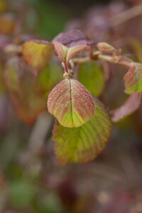 Viburnum plicatum Watanabe 80- 100 cm