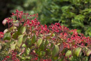 Viburnum plicatum Watanabe 80- 100 cm