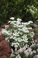 Viburnum plicatum Watanabe 80- 100 cm