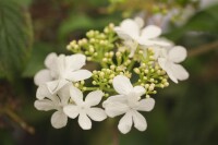 Viburnum plicatum Watanabe 80- 100 cm