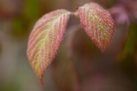 Viburnum plicatum Watanabe 80- 100 cm