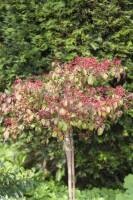 Viburnum plicatum Watanabe 80- 100 cm