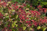 Viburnum plicatum Watanabe 80- 100 cm