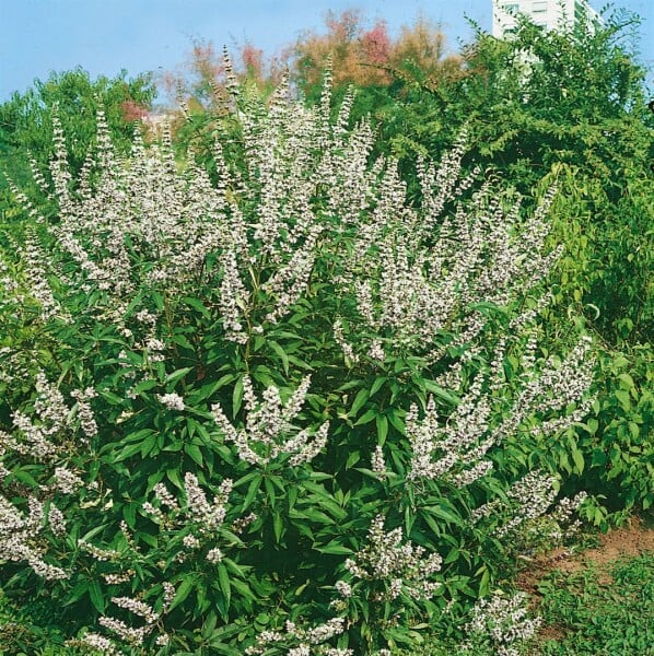 Vitex agnus-castus latifolia alba 40- 60 cm