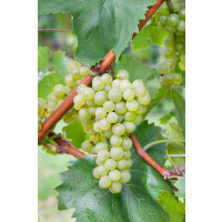 Vitis vinifera Bianca 100- 150 cm
