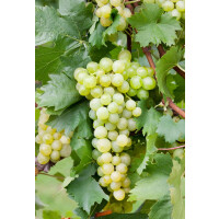 Vitis vinifera gelb 40- 60 cm