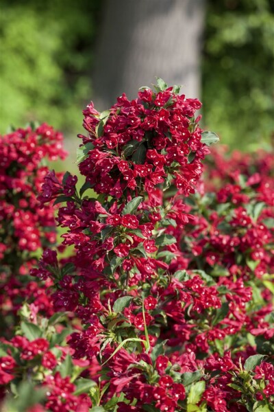 Weigela Eva Rathke 9 cm Topf - Höhe variiert