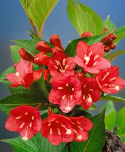 Weigela Eva Rathke 9 cm Topf - Höhe variiert