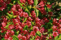 Weigela Eva Rathke 9 cm Topf - Höhe variiert