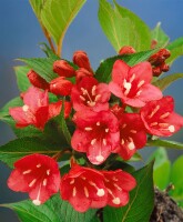 Weigela Eva Rathke 9 cm Topf - Höhe variiert