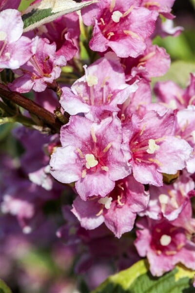 Weigela florida Nana Variegata mb 100-125 cm