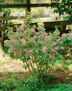 Weigela florida Nana Variegata mb 100-125 cm