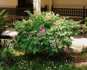 Weigela florida Nana Variegata mb 100-125 cm