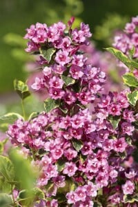 Weigela florida Nana Variegata mb 100-125 cm