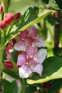 Weigela florida Nana Variegata mb 100-125 cm