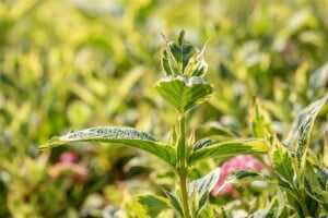 Weigela florida Nana Variegata mb 100-125 cm