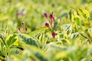 Weigela florida Nana Variegata mb 100-125 cm