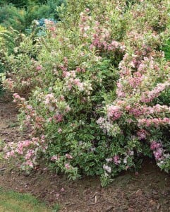 Weigela florida Nana Variegata mb 100-125 cm