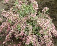 Weigela florida Nana Variegata mb 100-125 cm