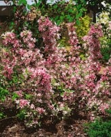 Weigela florida Nana Variegata mb 100-125 cm